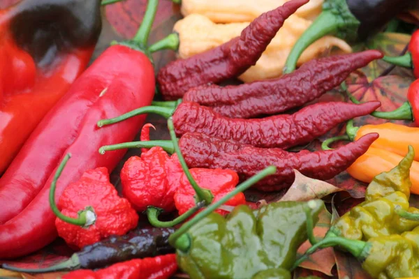 Hot Red Chili Peppers Different Shapes Bright Harvest Hot Peppers — Stock Photo, Image