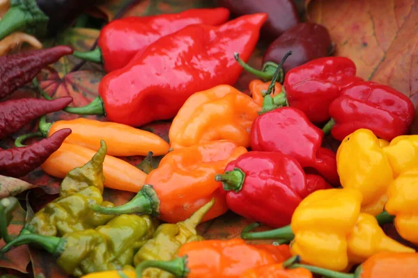 Background Hot Red Yellow Orange Chili Peppers Different Shapes Bright — Stock Photo, Image