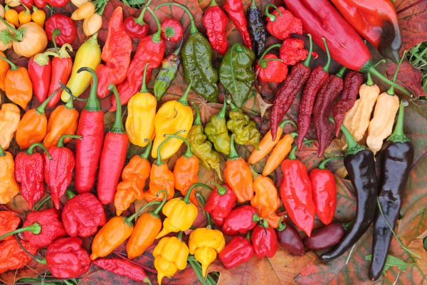 Pozadí Horkou Červenou Žlutou Oranžovou Chilli Paprikou Různých Tvarů Jasná — Stock fotografie