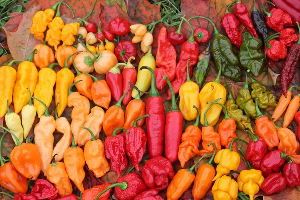 Fondo Con Chiles Rojos Amarillos Anaranjados Diferentes Formas Luminosa Cosecha — Foto de Stock