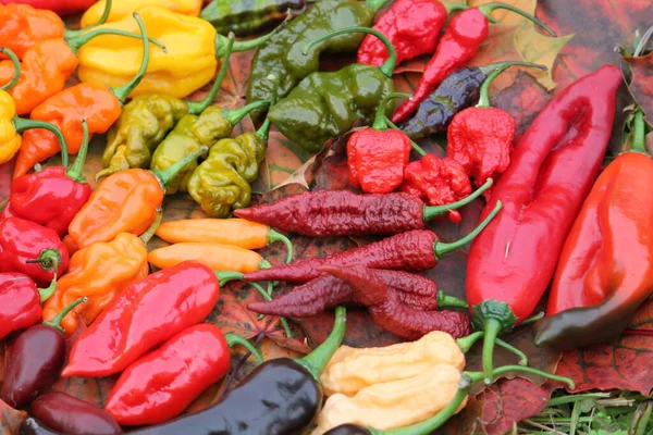 Achtergrond Met Hete Rode Gele Oranje Chili Pepers Van Verschillende Rechtenvrije Stockfoto's