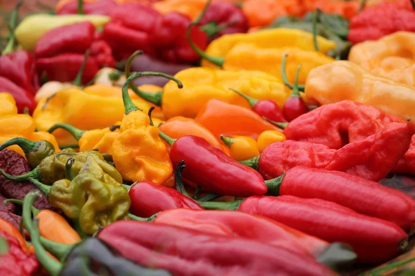 Fondo Con Chiles Rojos Amarillos Anaranjados Diferentes Formas Luminosa Cosecha — Foto de Stock