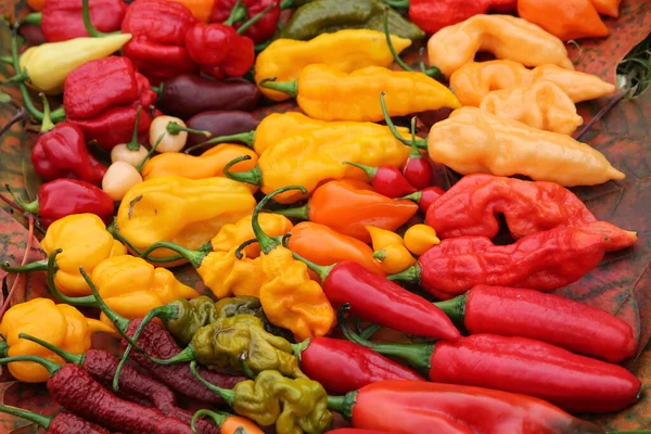 Background Hot Red Yellow Orange Chili Peppers Different Shapes Bright — Stock Photo, Image