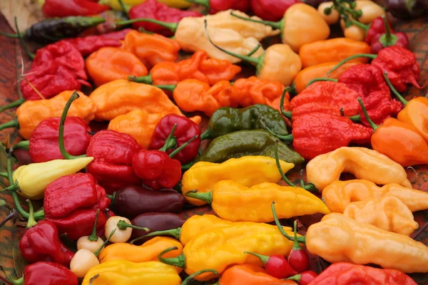 Fondo Con Chiles Rojos Amarillos Anaranjados Diferentes Formas Luminosa Cosecha — Foto de Stock