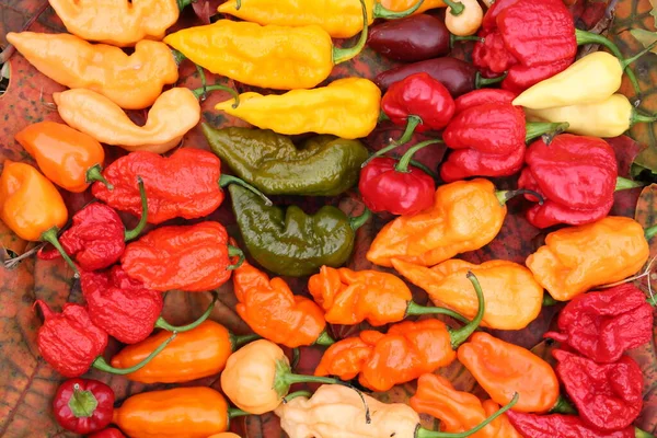 Background Hot Red Yellow Orange Chili Peppers Different Shapes Bright — Stock Photo, Image