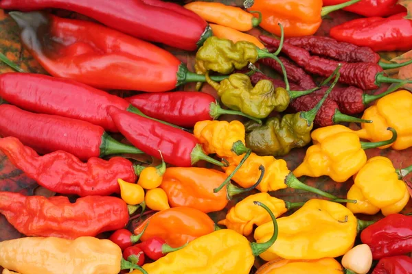 Fondo Con Chiles Rojos Amarillos Anaranjados Diferentes Formas Luminosa Cosecha — Foto de Stock