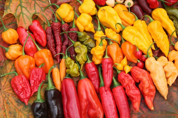 Background Hot Red Yellow Orange Chili Peppers Different Shapes Bright — Stock Photo, Image