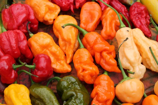 Background Hot Red Yellow Orange Chili Peppers Different Shapes Bright — Stock Photo, Image