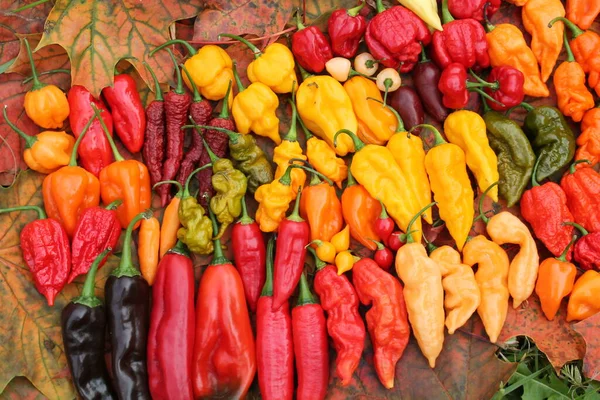 Background Hot Red Yellow Orange Chili Peppers Different Shapes Bright — Stock Photo, Image