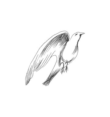 Özgürlük kavramı. Elle çizilmiş güvercin iki elle uçuyor. Yaşam özgürlüğü, doğanın tadını çıkaran özgür kuş izole edilmiş vektör çizimi