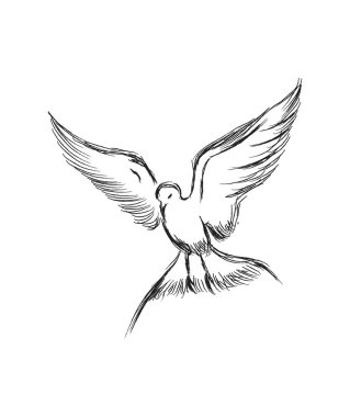 Elle çizilmiş uçan siyah kaydırıcıların vektör çizimi. Güzel hayvan tasarımı elementleri, mürekkep çizimi.