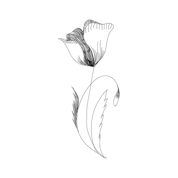 Tulipes hollandaises sur fond blanc. Vecteur. Oeuvre dessinée à la main. Concept Love pour les invitations de mariage, cartes, billets, félicitations, branding, logo de boutique, étiquette. Cadeau pour jeune fille et femmes. — Image vectorielle