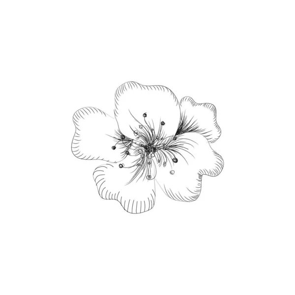 Hollandse tulpen op een witte achtergrond. Vector. Met de hand getekend kunstwerk. Love concept voor bruiloft uitnodigingen, kaarten, tickets, felicitaties, branding, boetiek logo, label. Cadeau voor jong meisje en vrouwen. — Stockvector