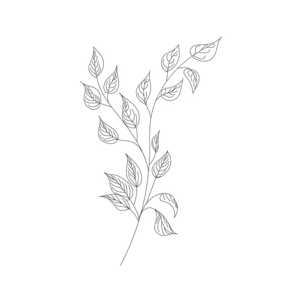 Mano dibujar hojas vector, línea dibujada hojas ilustración. — Vector de stock