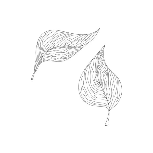 Vecteur de feuilles dessinées à la main, Illustration de feuilles dessinées. — Image vectorielle