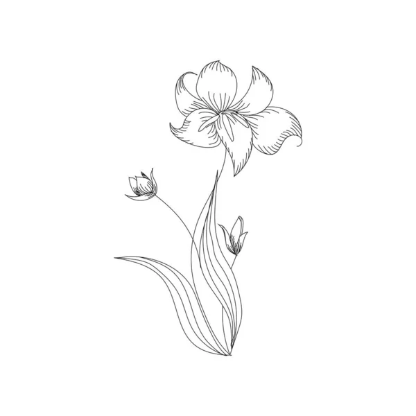 Periwinkle, desenho de tinta planta medicinal, ilustração botânica monocromática em estilo vintage, elemento floral isolado, ilustração desenhada à mão — Vetor de Stock