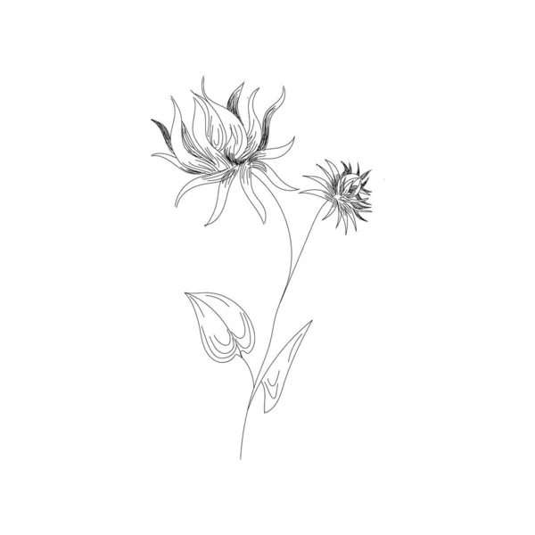 Bloemen tekening met lijn-art op witte achtergronden. — Stockvector