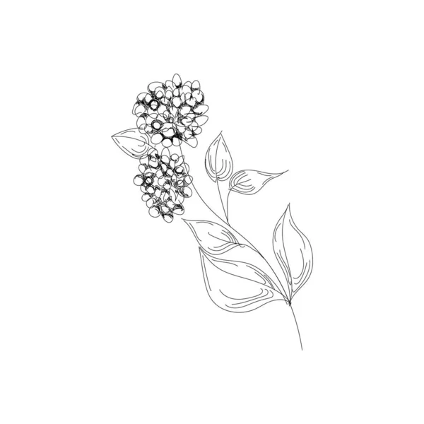 Bloemen tekening met lijn-art op witte achtergronden. — Stockvector