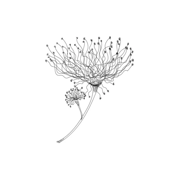 Bloemen tekening met lijn-art op witte achtergronden. — Stockvector