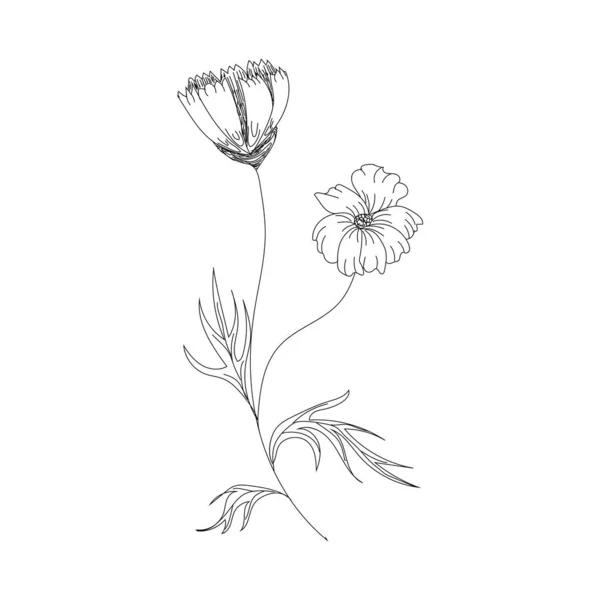 Hollandse tulpen op een witte achtergrond. Vector. Met de hand getekend kunstwerk. Love concept voor bruiloft uitnodigingen, kaarten, tickets, felicitaties, branding, boetiek logo, label. Cadeau voor jong meisje en vrouwen. — Stockvector