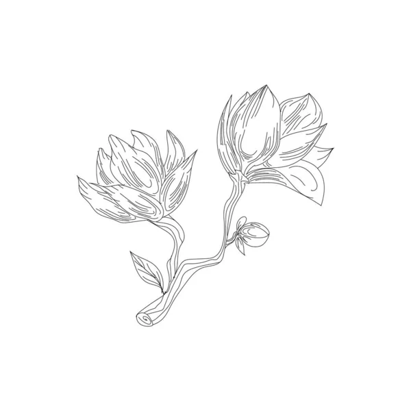 Blumenzeichnung mit Linienzeichnung auf weißem Hintergrund. — Stockvektor