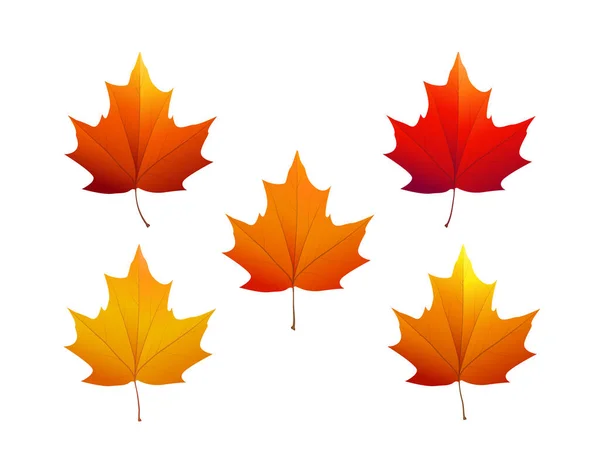 Daun maple musim gugur dengan berbagai warna. Ilustrasi vektor. - Stok Vektor