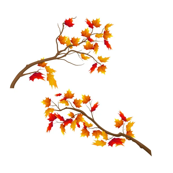 Ilustrasi vektor set cabang pohon musim gugur yang realistis. - Stok Vektor