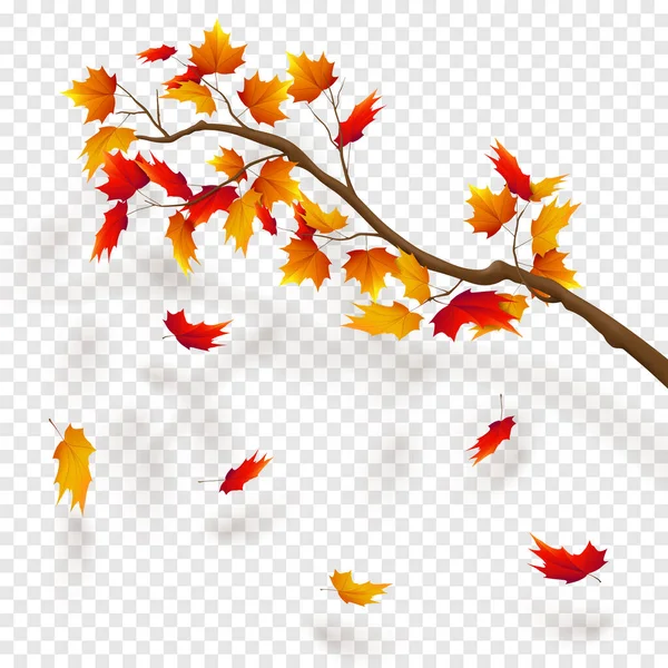 Akçaağaç dalı, sonbahar yaprağı düşer. Şeffaflık arka planında sonbahar gerçekçi vektör illüstrasyonuName — Stok Vektör