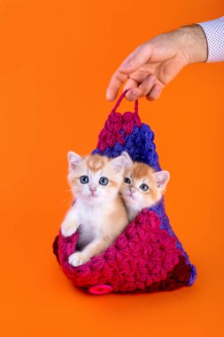 Stüdyoda İngiliz altın renginde iki sevimli kedi yavrusu var.