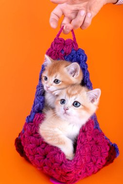 Stüdyoda İngiliz altın renginde iki sevimli kedi yavrusu var.