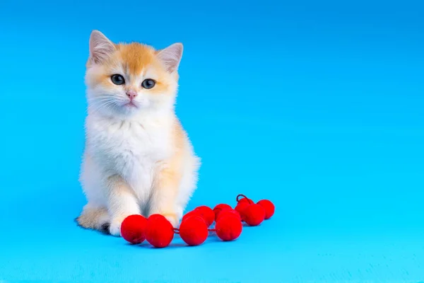 Şirin küçük kedi yavrusu Stüdyoda İngiliz altın rengi