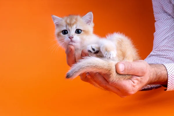 Şirin küçük kedi yavrusu Stüdyoda İngiliz altın rengi
