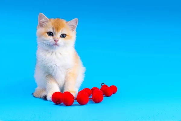 Cute Little Kitten British Breed Golden Color Studio Stock Photo