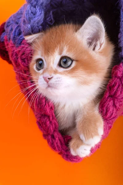 Cute Little Kitten British Breed Golden Color Studio Royalty Free Stock Photos