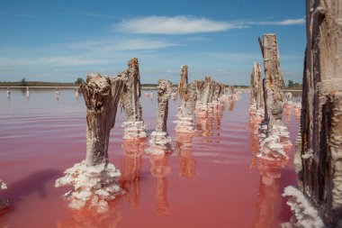 Kherson bölgesindeki Kinburn tükürüğünün yanındaki pembe göl.