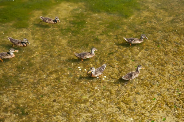 Wild Ducks Swimming Sea Shallow Water Summer — Stock Photo, Image