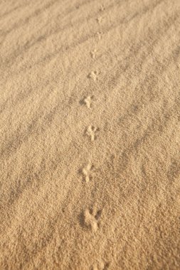 Yazın çölde kumdaki ayak izleri.