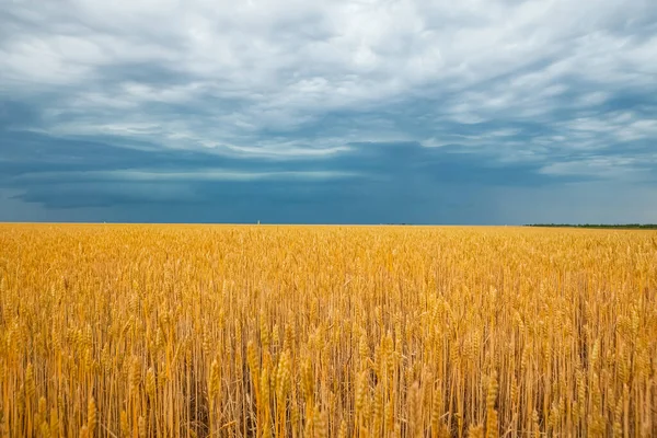 Campo Giallo Cuciture Mature Grano Sotto Cielo Blu Estivo — Foto Stock