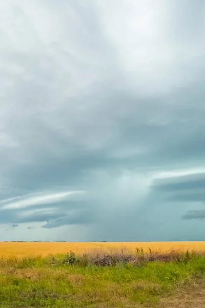 Žluté Pole Zralých Švů Pšenice Pod Modrou Letní Oblohou — Stock fotografie