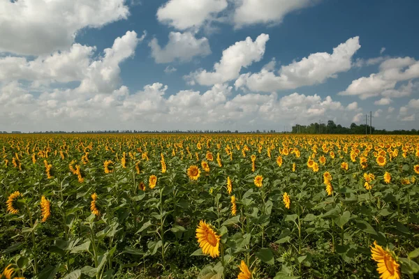 Fält Blommande Gula Solrosor Sommaren — Stockfoto