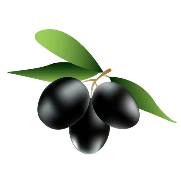 Aceitunas — Vector de stock