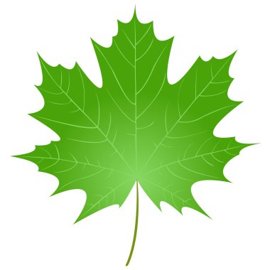 akçaağaç yaprağı