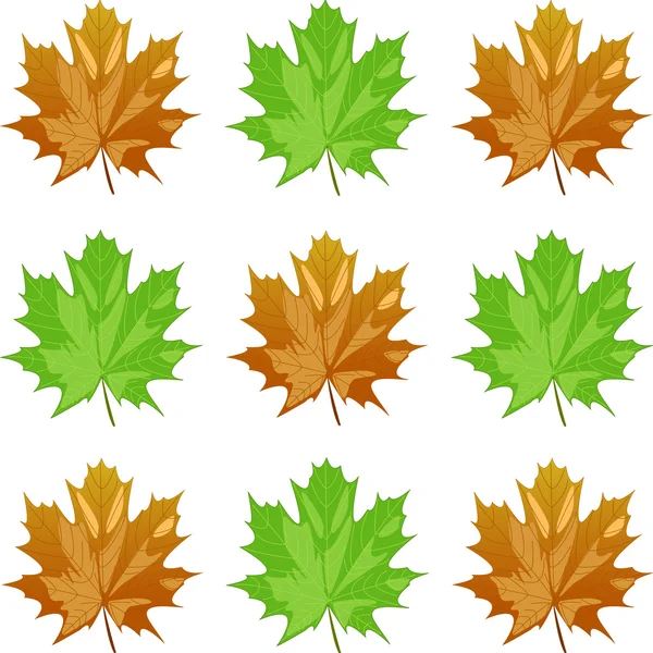 Maple leaves — Stock Vector