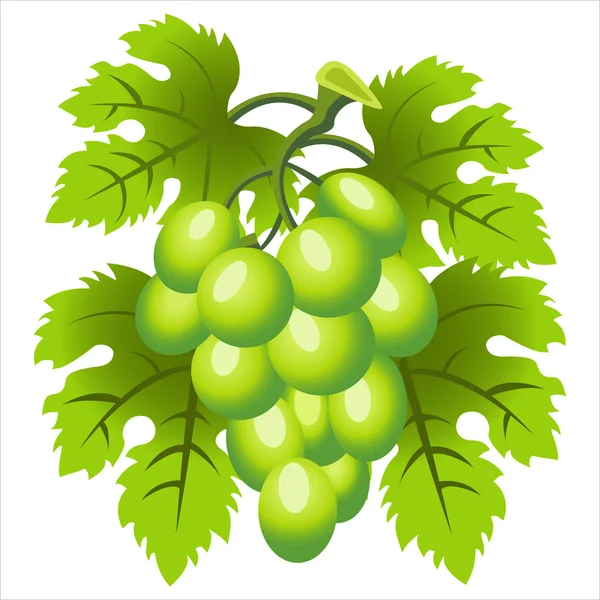 Grapes on a branch with leaves — Stock Vector