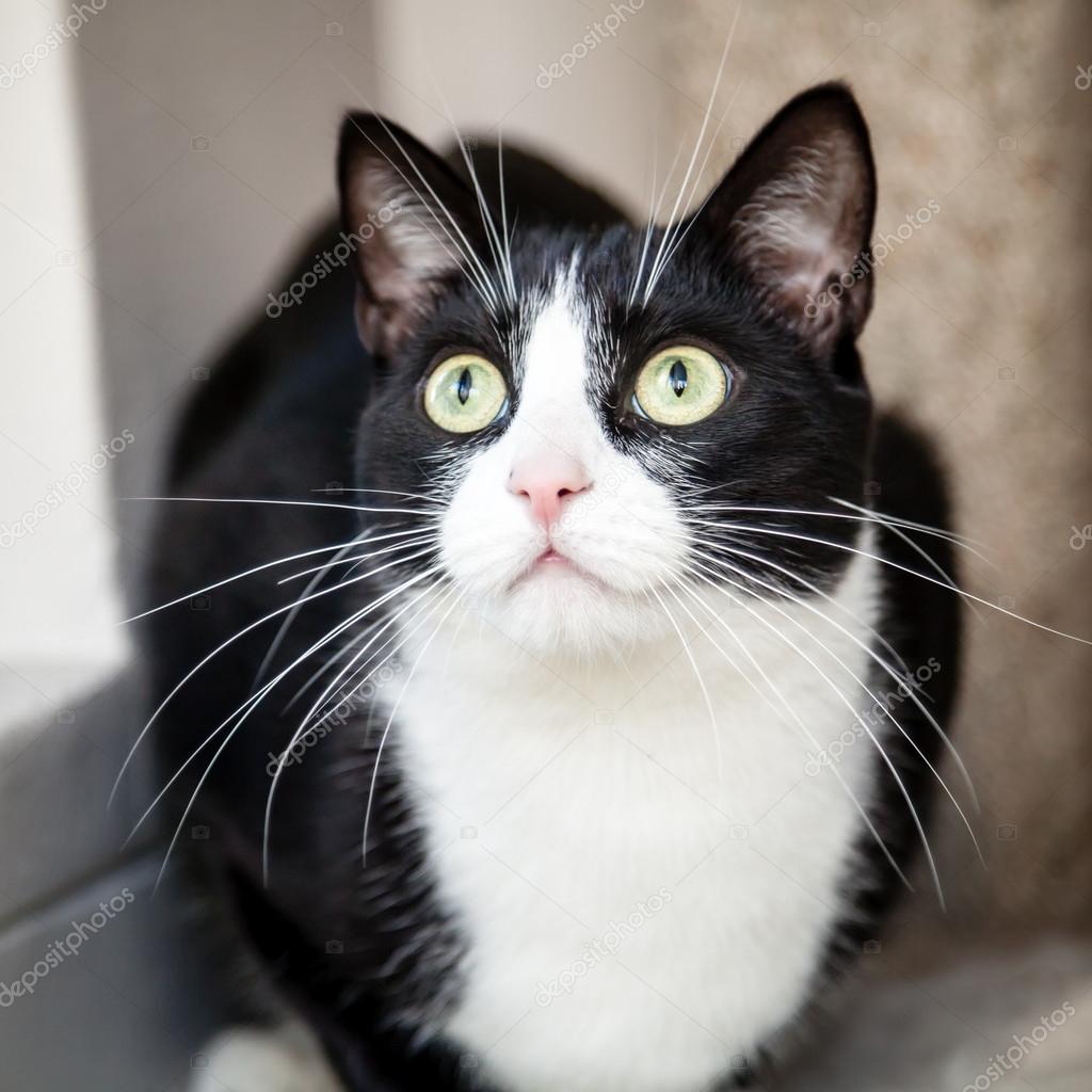 + 500 Nomi originali per un gatto maschio: nomi belli ...