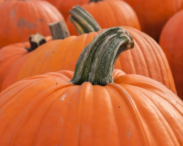 Pompoenen — Stockfoto