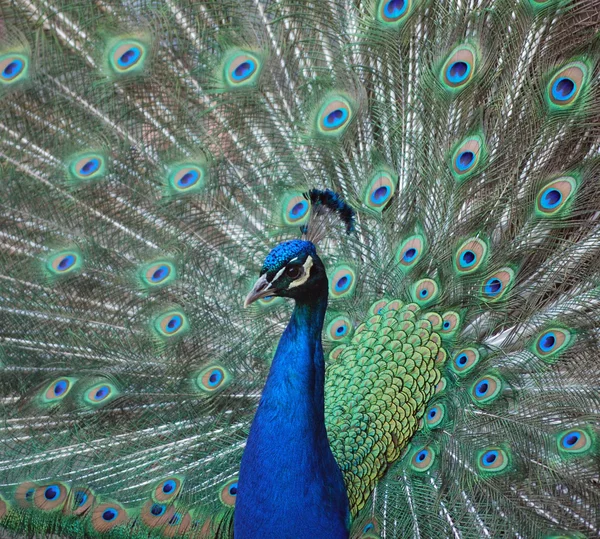 Tavus kuşu (tavus) A tavus kuşu tavus erkek olduğunu.