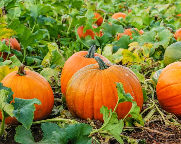 Zucche in crescita sul campo — Foto Stock