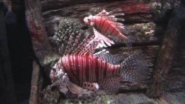 İki Lionfish yavaş yavaş Yüzme