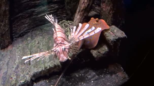 Lionfish slowly swimming — Stock Video